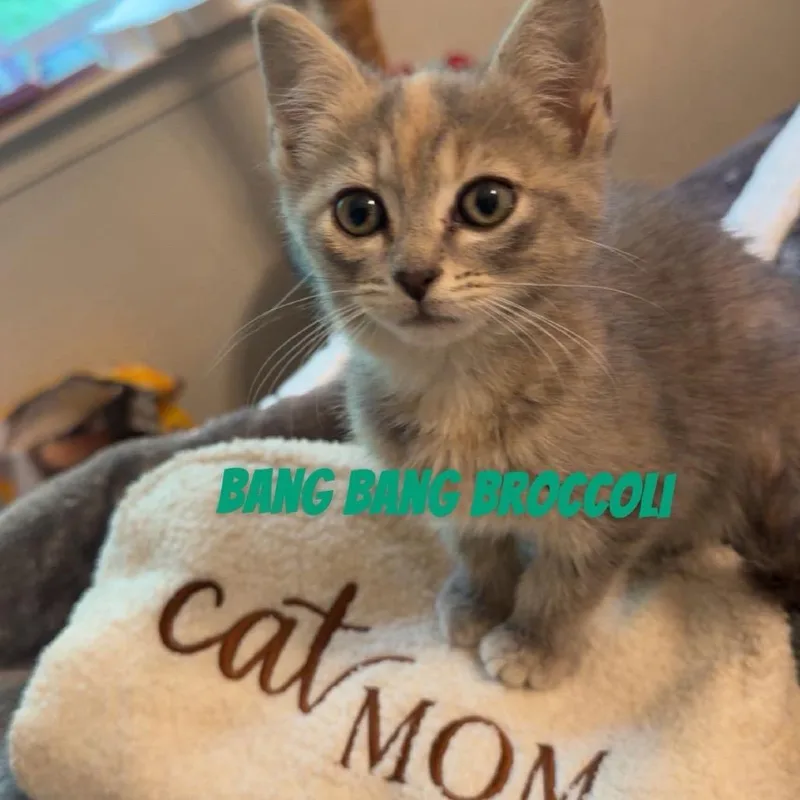 Bang Bang Broccoli thumbnail 4