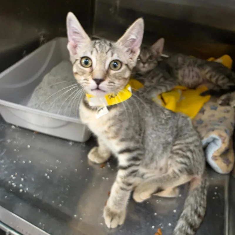 A baby small-sized male Brown / Chocolate Domestic Short Hair cat named Acorn for adoption in Las Vegas, NV