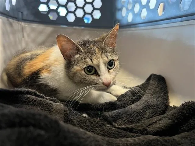 A young medium-sized female Domestic Short Hair cat named Tatiana for adoption in Saint Louis, MO