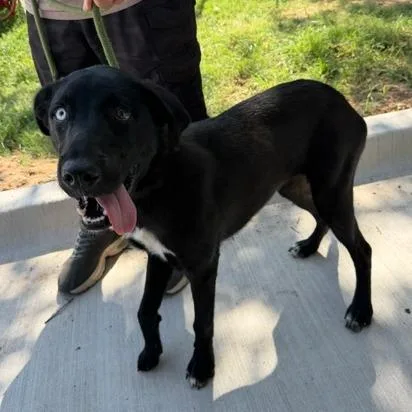 An adult medium-sized female Black Labrador Retriever dog named Sydney for adoption in Denison, TX