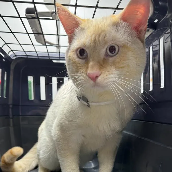 An adult medium-sized male Domestic Short Hair cat named Grayson for adoption in Des Moines, IA
