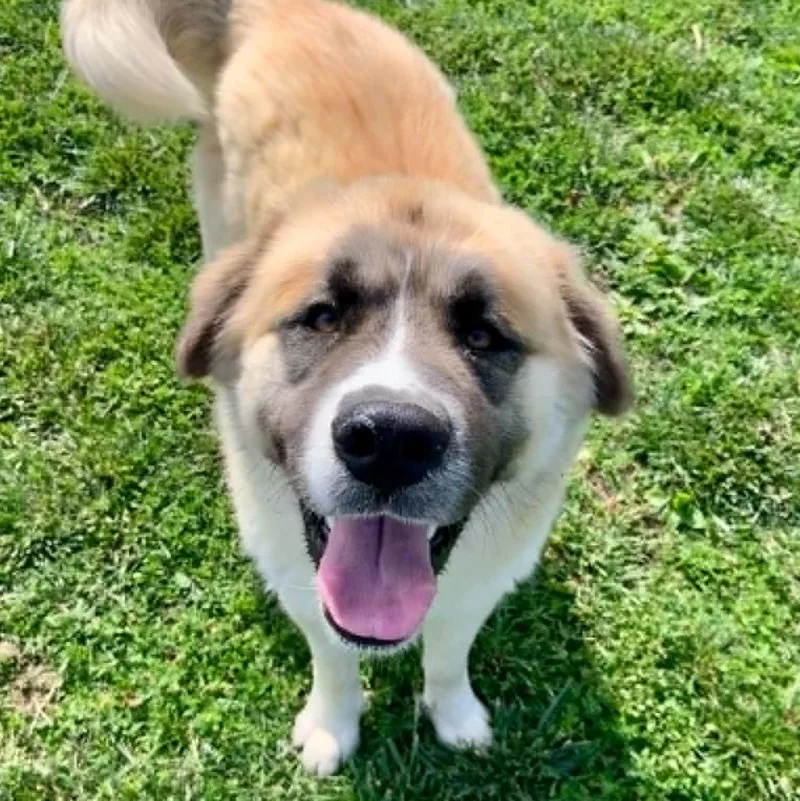 A young large-sized male Saint Bernard dog named Griffin for adoption in Rushville, IL