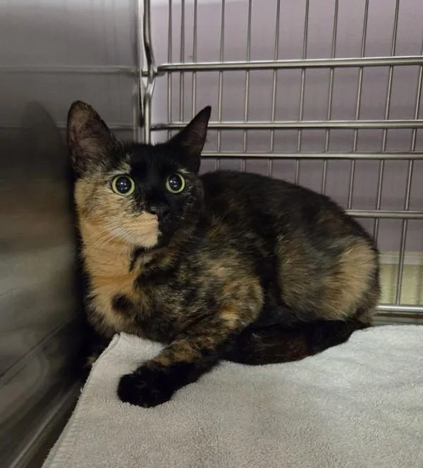 An adult medium-sized female Domestic Short Hair cat named Toblerone for adoption in Vancouver, WA