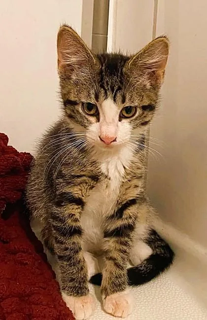 A baby small-sized male Brown / Chocolate Domestic Short Hair cat named Crab Grass for adoption in Kansas City, MO