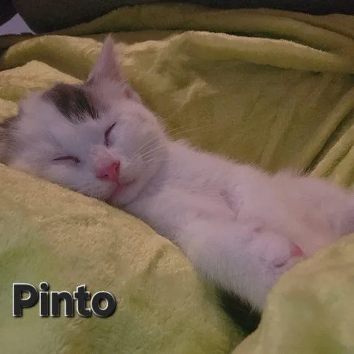 Pinto thumbnail 2