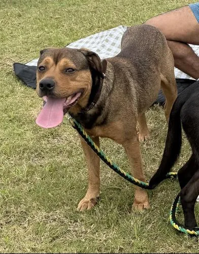 An adult large-sized male Yellow / Tan / Blond / Fawn German Shepherd Dog dog named Oso for adoption in Liverpool, TX