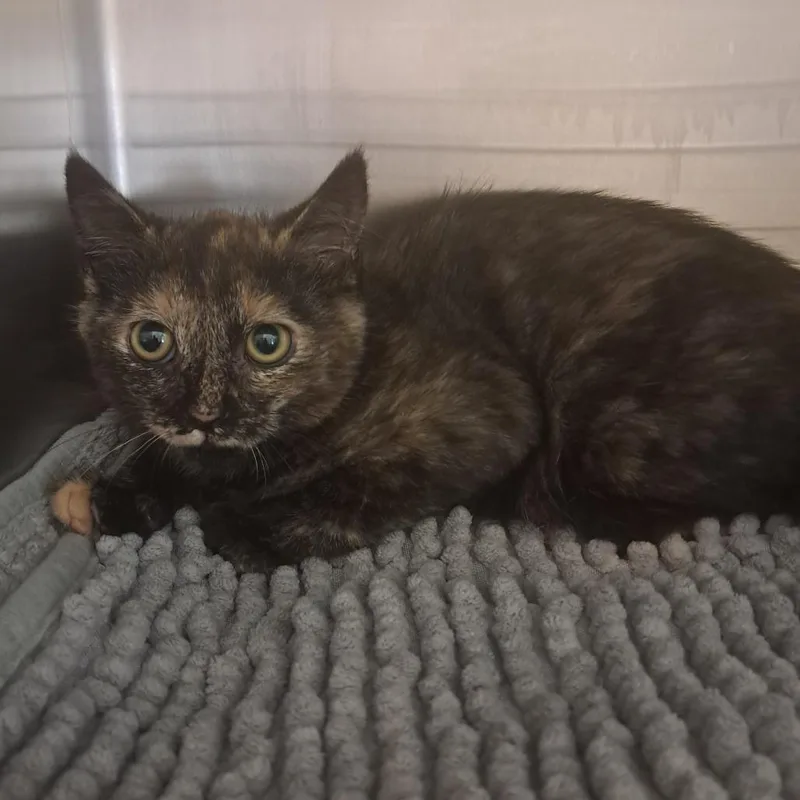 A baby small-sized female Tortoiseshell Domestic Short Hair cat named Tina for adoption in Concord, NH
