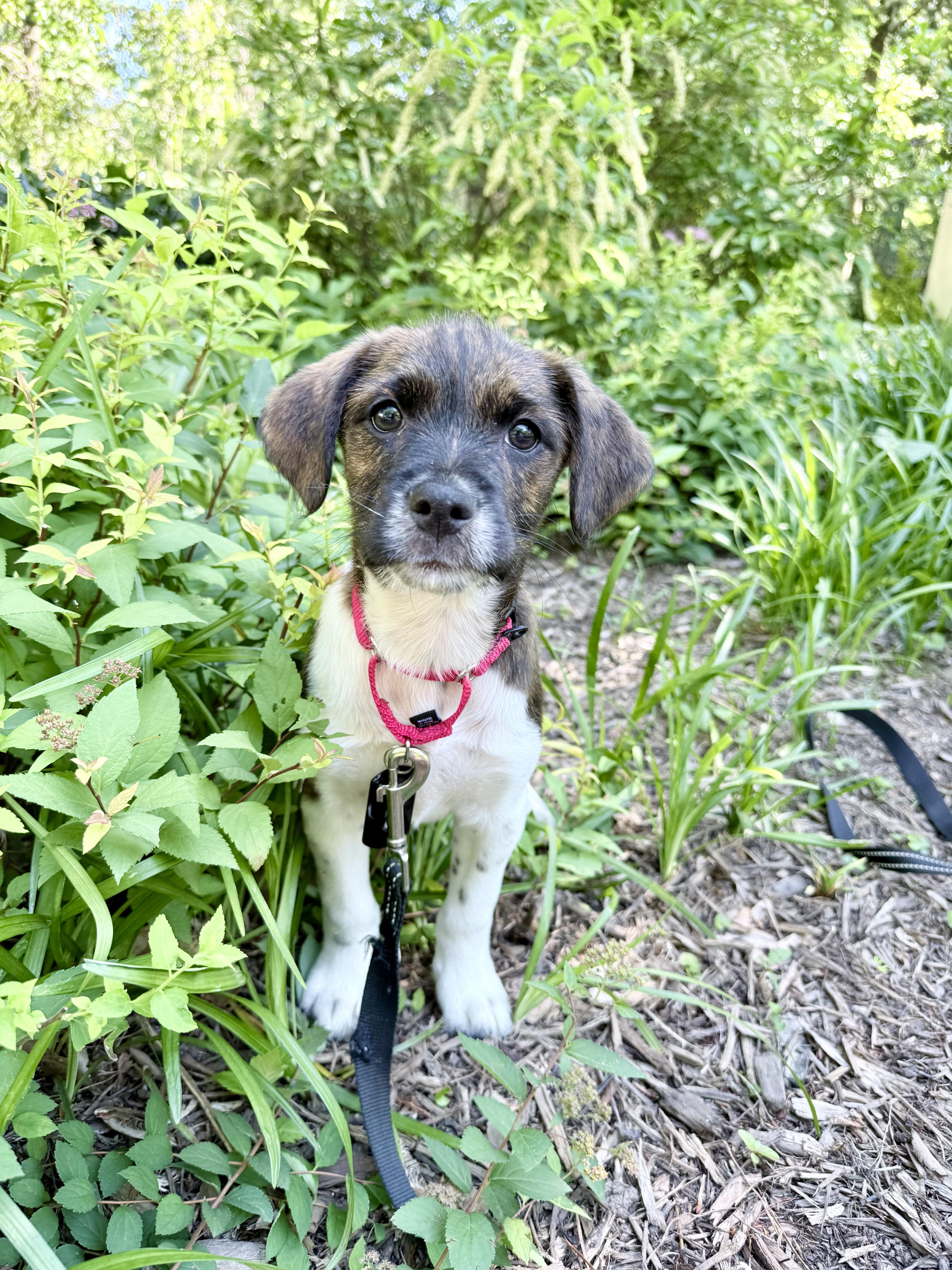 A baby medium-sized male Terrier dog named Allen for adoption in Fairfax, VA