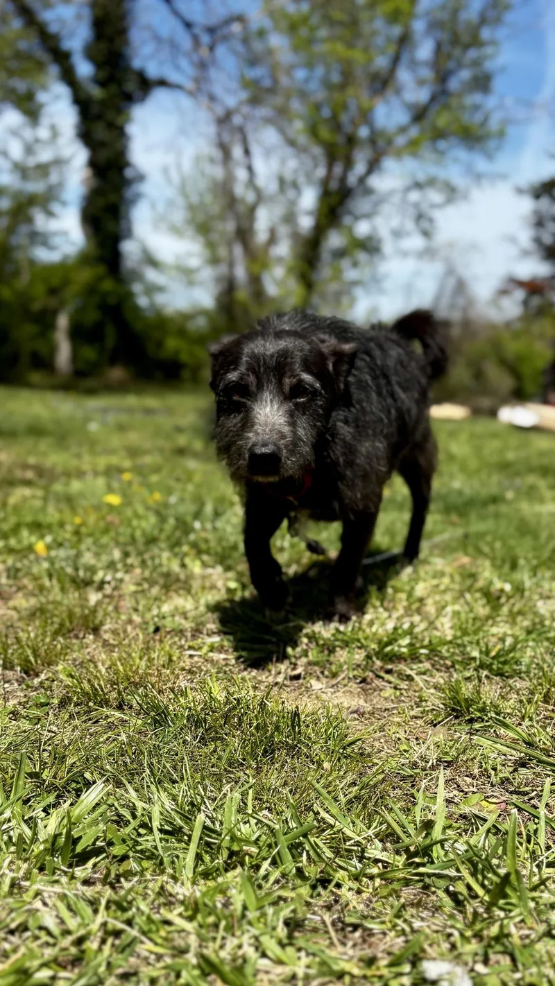 A young small-sized male Brown / Chocolate Terrier dog named Charlie for adoption in Christiansburg, VA