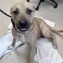 An adult large-sized male Yellow / Tan / Blond / Fawn Black Mouth Cur dog named Smiley for adoption in St. Augustine, FL