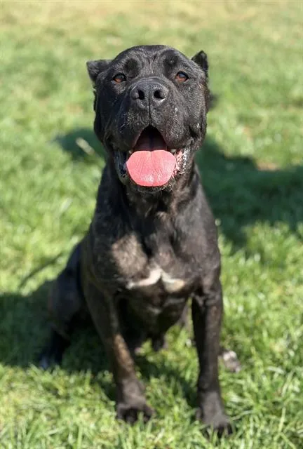 An adult large-sized female Cane Corso dog named Delta for adoption in Lafayette, CA