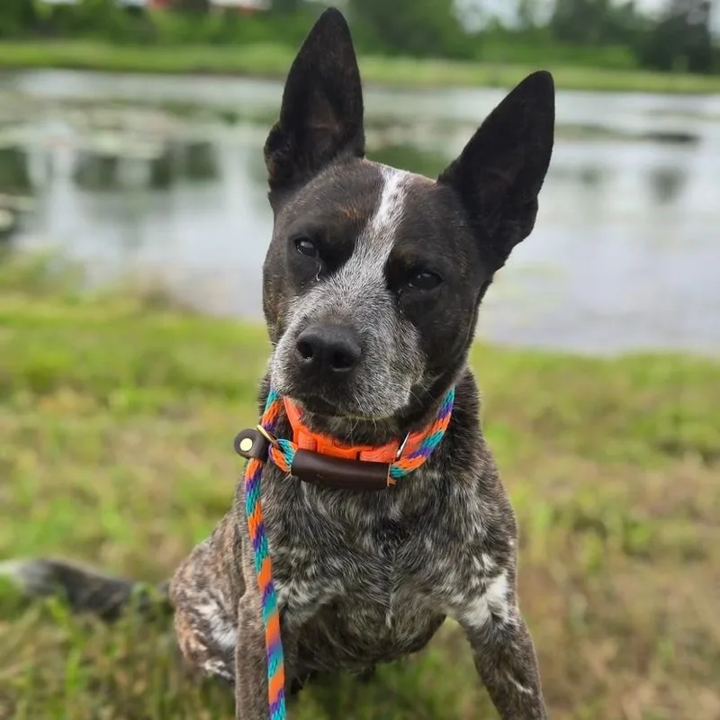 An adult medium-sized female Gray / Blue / Silver Australian Cattle Dog / Blue Heeler dog named Lou for adoption in Mounds, OK