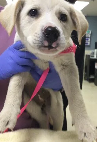 A baby small-sized female Pit Bull Terrier dog named Monica for adoption in Riverside, CA