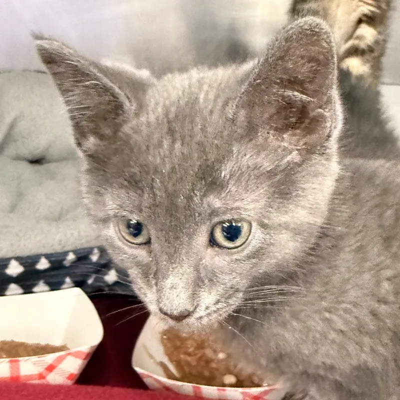 A baby small-sized male Brown / Chocolate Domestic Short Hair cat named Dark Peanut for adoption in Evansville, IN