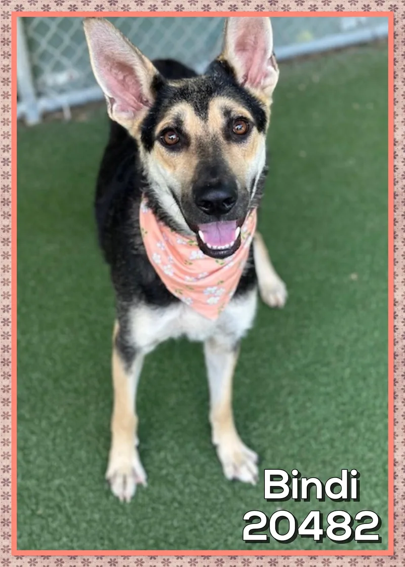 An adult medium-sized female Black German Shepherd Dog dog named Bindi for adoption in Marietta, GA