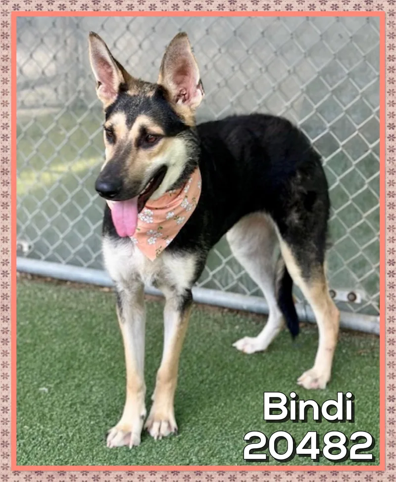Bindi thumbnail 2