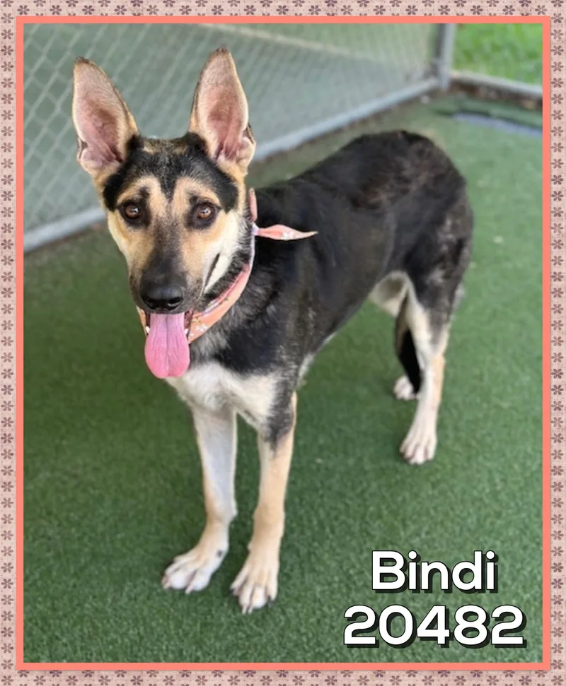 Bindi thumbnail 3