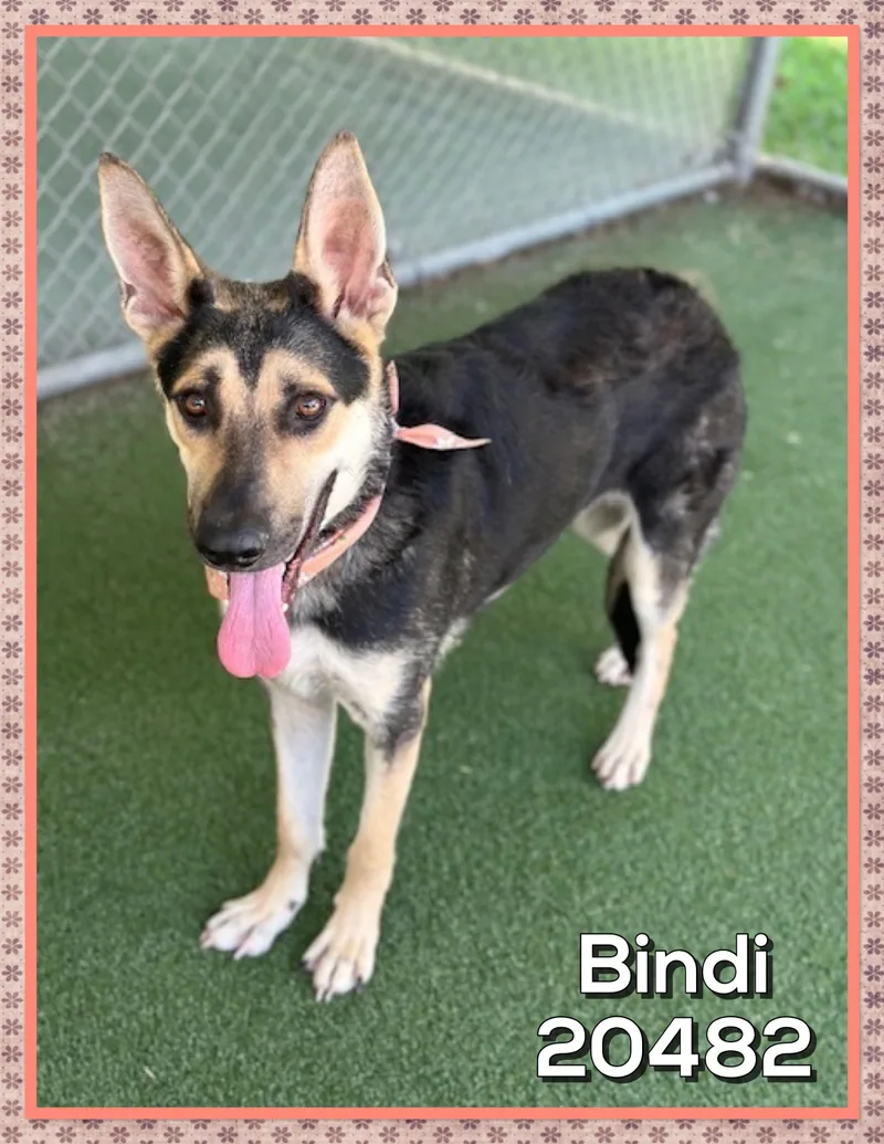 Bindi thumbnail 4