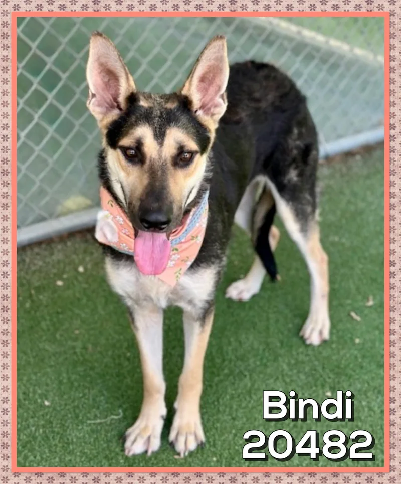 Bindi thumbnail 5