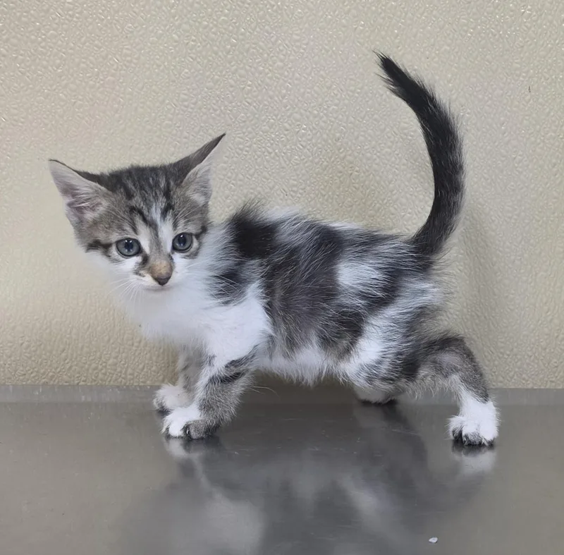 A baby medium-sized female Domestic Short Hair cat named Nessy for adoption in Brainerd, MN