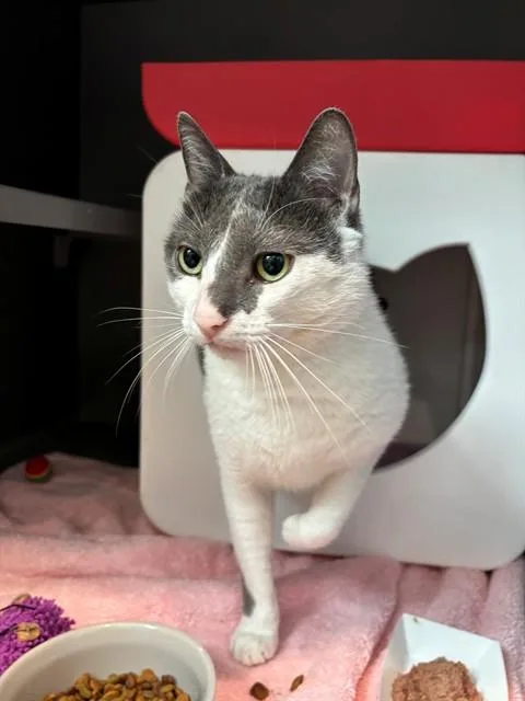 An adult small-sized male Domestic Short Hair cat named Cherry for adoption in Leesburg, VA