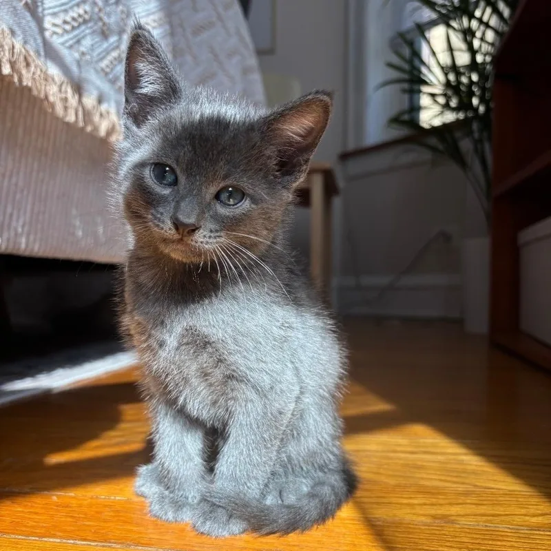A baby medium-sized male Gray / Blue / Silver Domestic Short Hair cat named Smoke for adoption in Chicago, IL