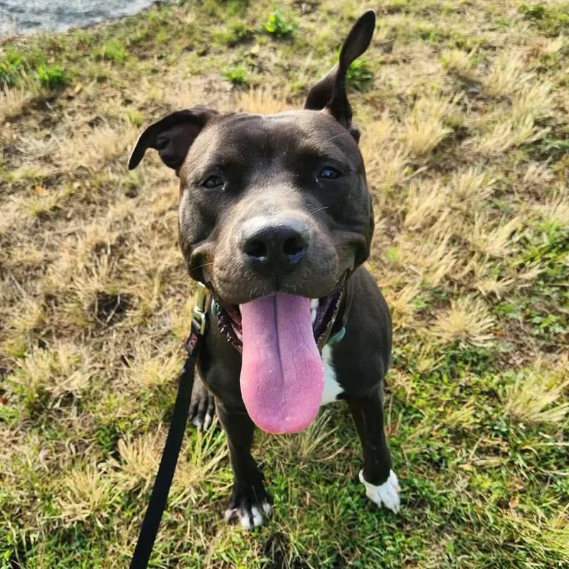 A young medium-sized female Black American Staffordshire Terrier dog named Bunny for adoption in Stamford , CT