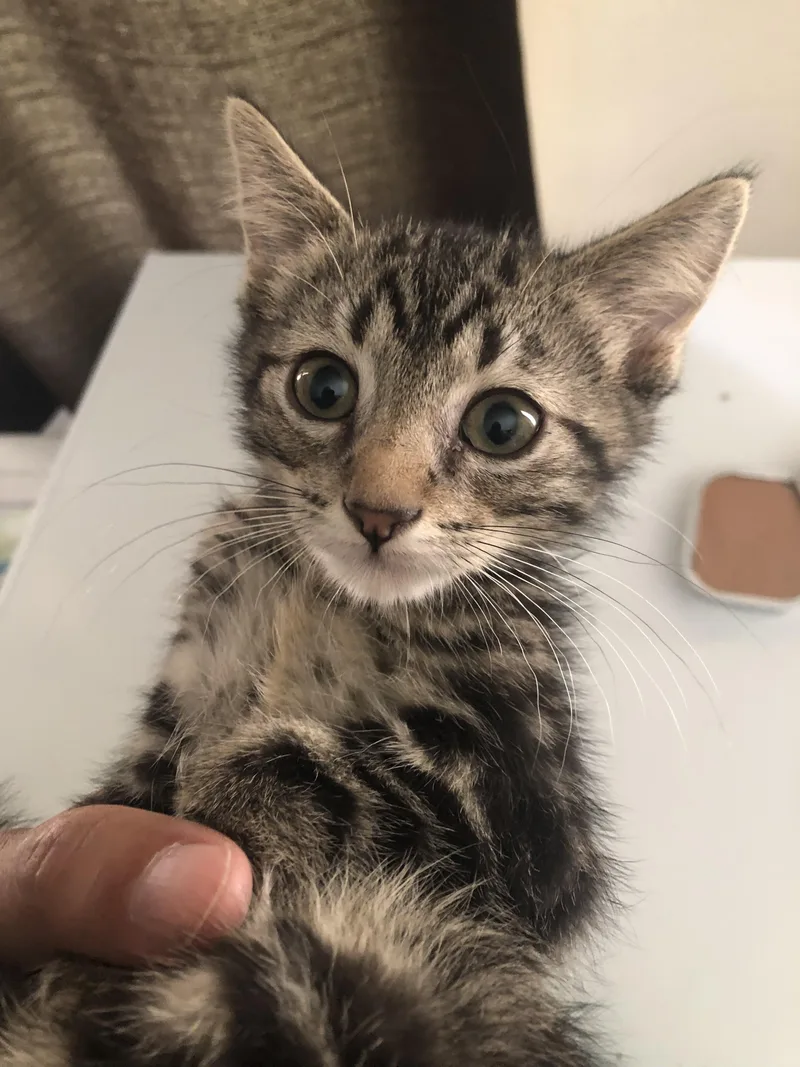 A baby small-sized male Gray / Blue / Silver Domestic Short Hair cat named Alexander for adoption in Emporia, KS