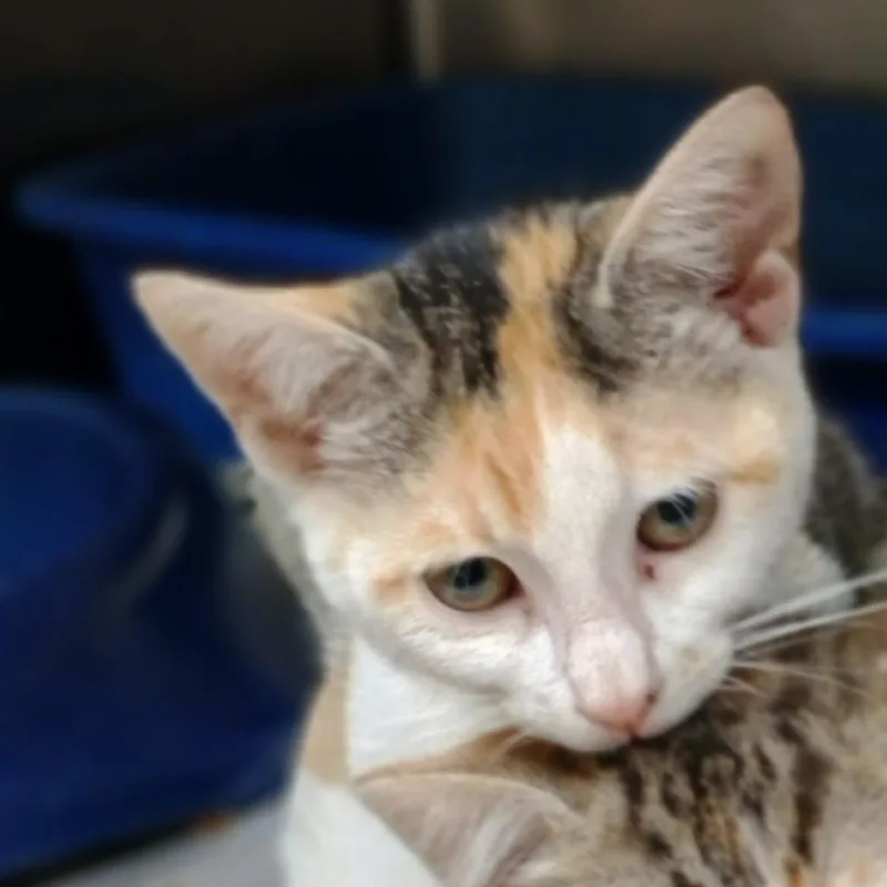 A baby small-sized female Calico Domestic Short Hair cat named Dixie for adoption in Palestine, TX