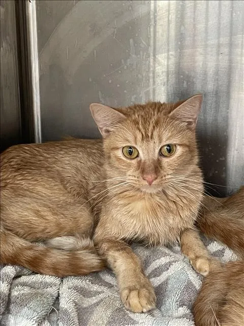 A young large-sized female Domestic Short Hair cat named Ahhh for adoption in Los Angeles, CA