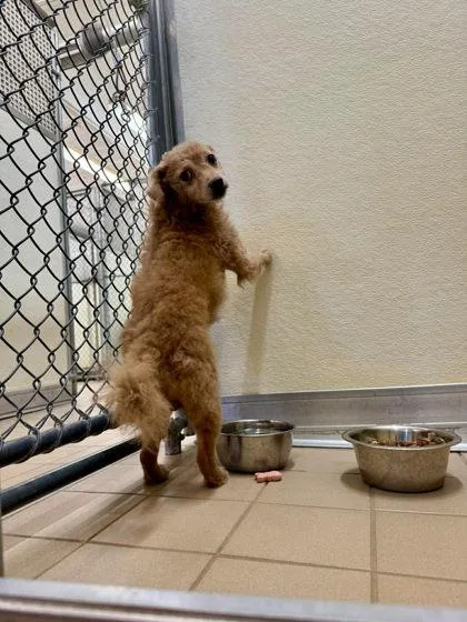 Tiny Tim
