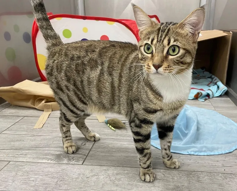 A young medium-sized female Tabby cat named Bandit for adoption in Midway City, CA