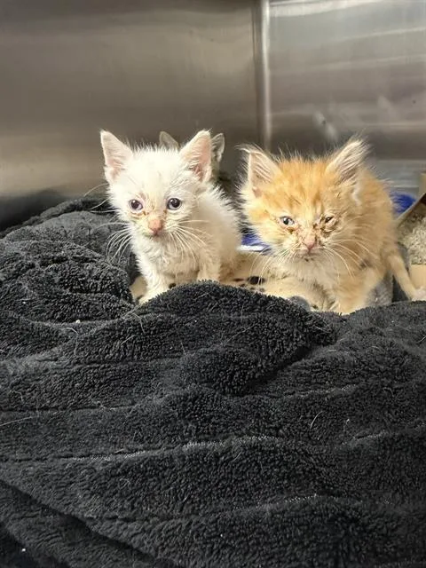 A baby small-sized male Domestic Short Hair cat named Eddie for adoption in Omaha, NE