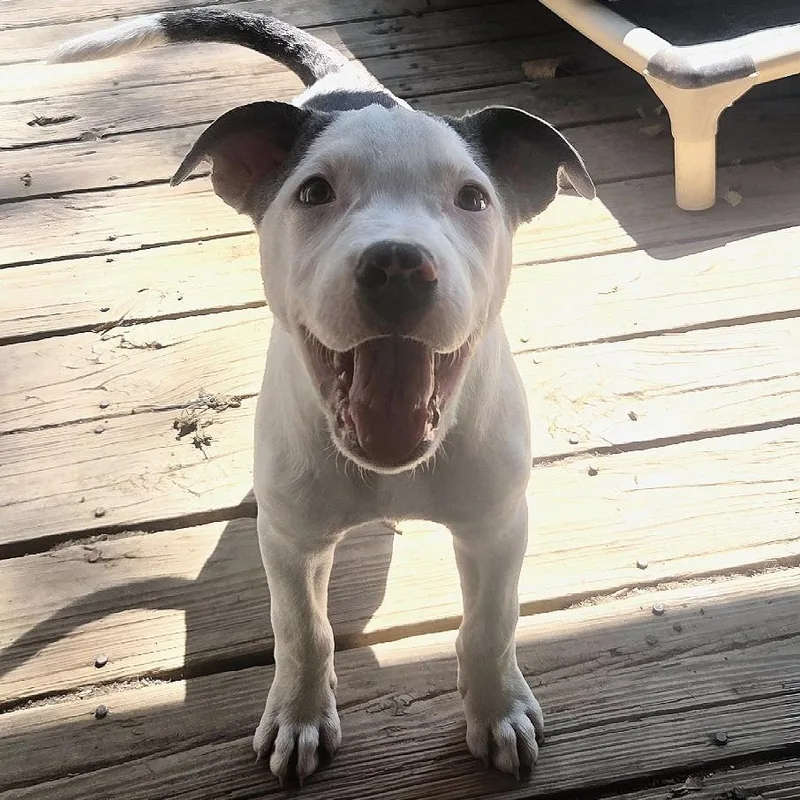 A baby medium-sized male Gray / Blue / Silver Pit Bull Terrier dog named Goose for adoption in Kansas City, MO