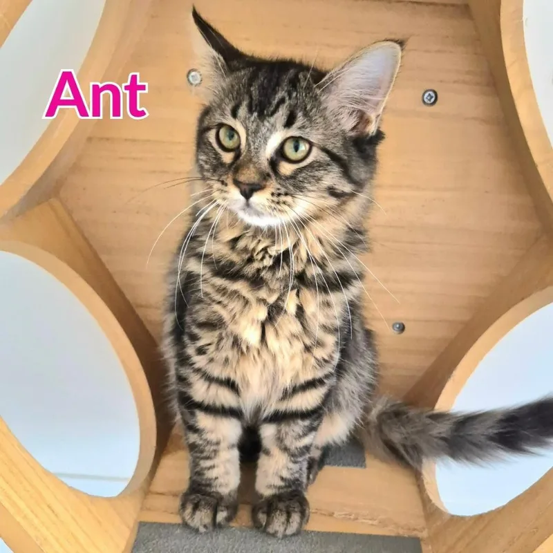 Ant