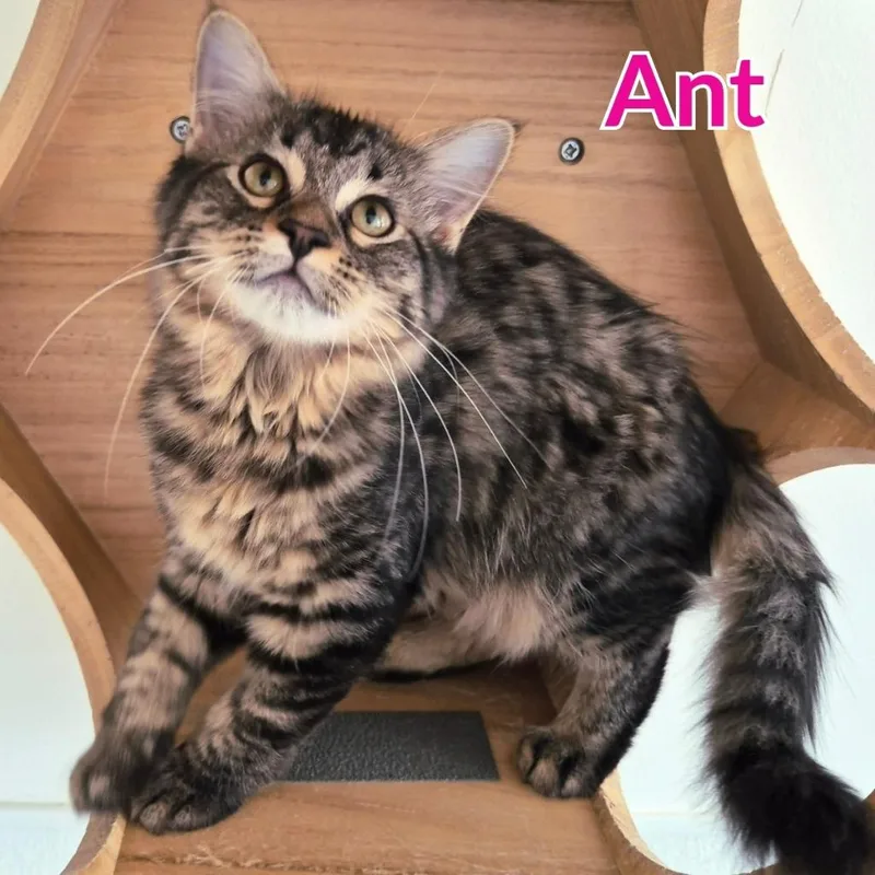 Ant thumbnail 3