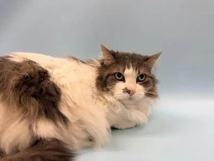 An adult small-sized female Domestic Medium Hair cat named Katie for adoption in Woodbury, MN