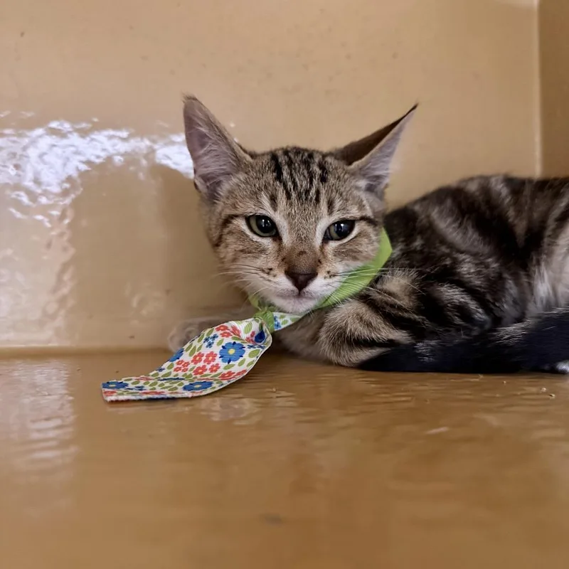 A baby small-sized male Brown / Chocolate Domestic Short Hair cat named Bobby for adoption in Spokane, WA