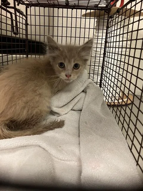 A baby small-sized male Domestic Short Hair cat named Nimbus for adoption in Long Beach, CA
