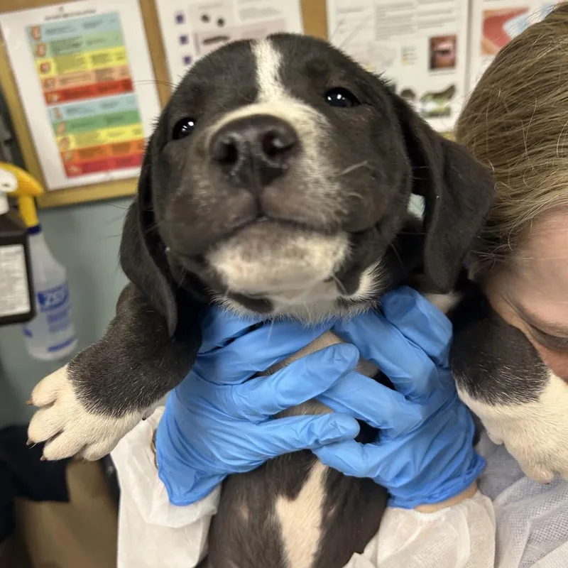A baby small-sized male Black Mixed Breed dog named Hustle for adoption in Greenville, SC