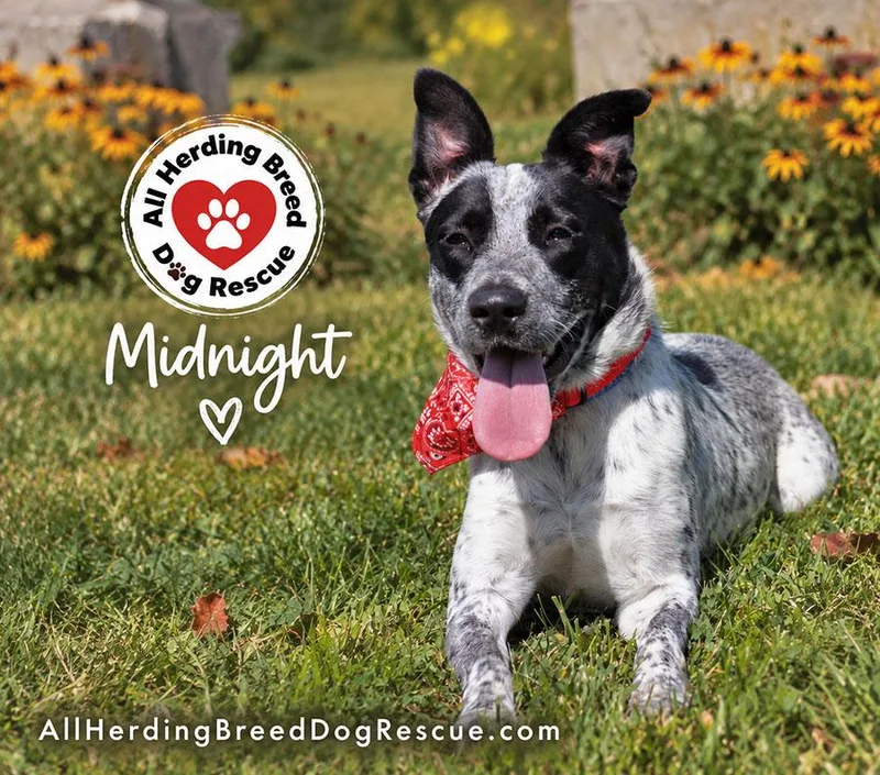A young medium-sized female Australian Cattle Dog / Blue Heeler dog named Midnight for adoption in Joliet, IL