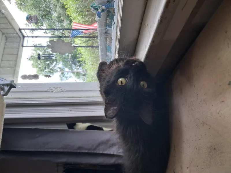 An adult small-sized male Black Domestic Long Hair cat named Bert & Ernie for adoption in Nanticoke, PA