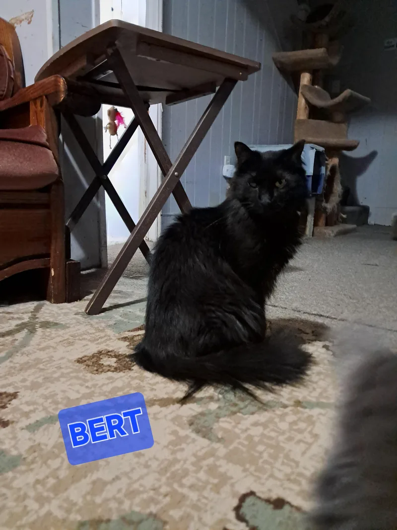 Bert & Ernie thumbnail 4