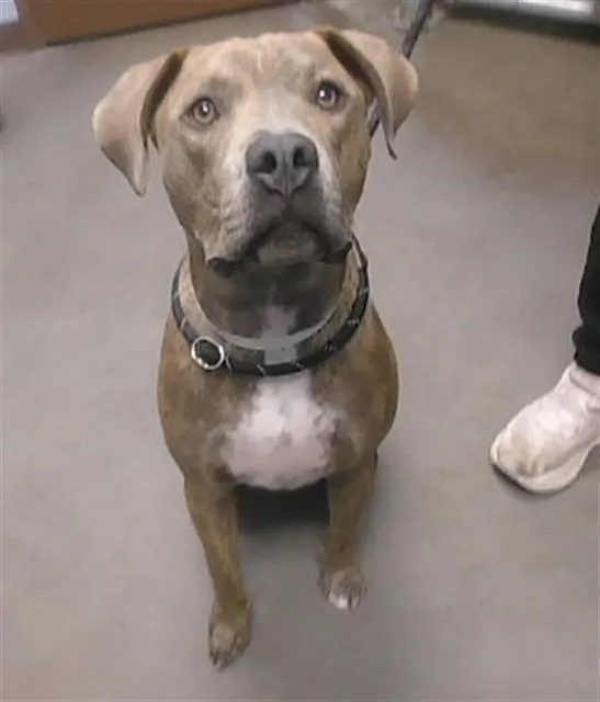 A young large-sized male Pit Bull Terrier dog named Rocko for adoption in Phoenix, AZ