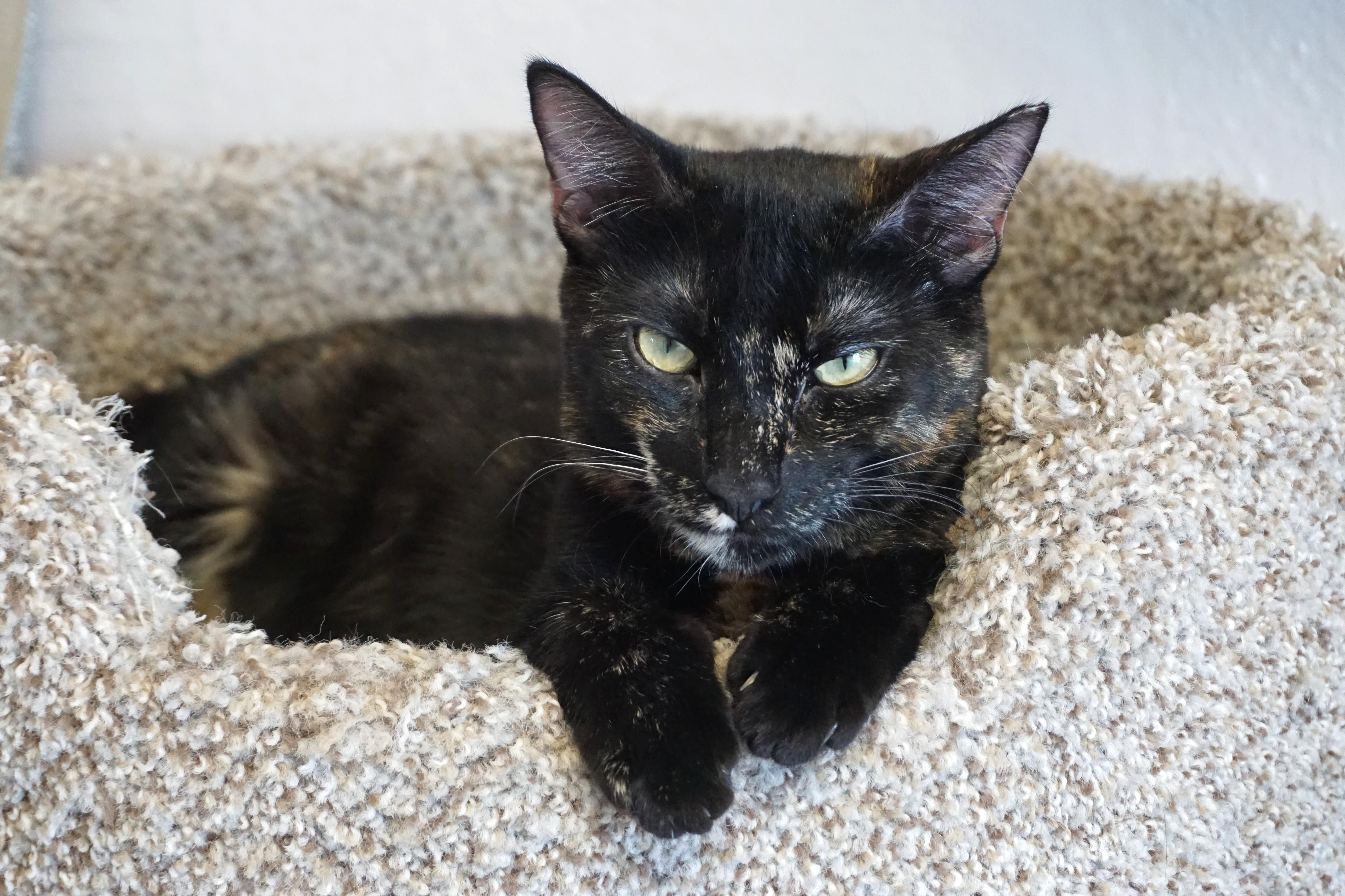 Miami Mini thumbnail 4