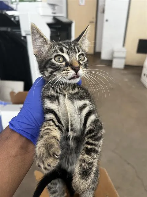 Porter
