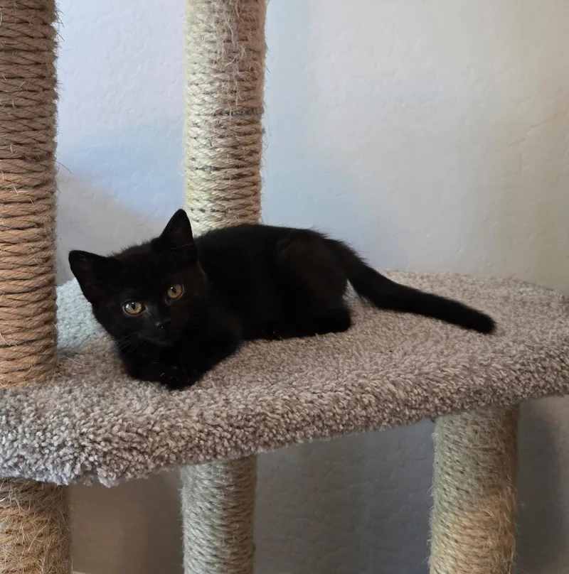 A baby medium-sized female Black Domestic Short Hair cat named Dani for adoption in Queen Creek, AZ