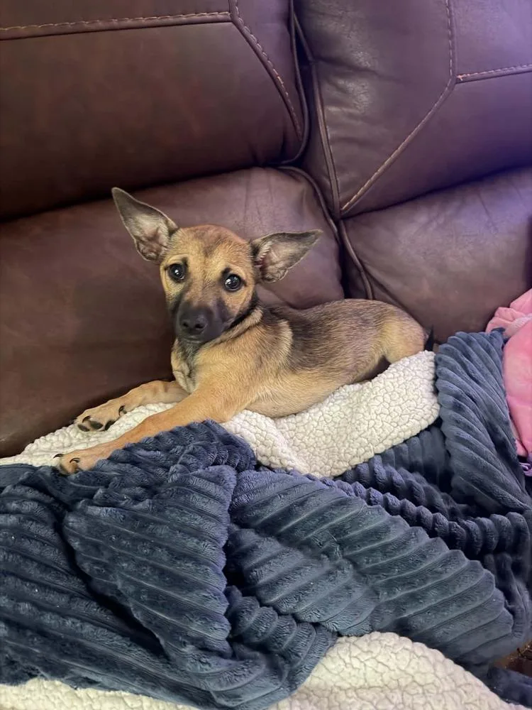 A baby small-sized female Tricolor (Brown, Black, & White) Chihuahua dog named Star for adoption in Orlando, FL