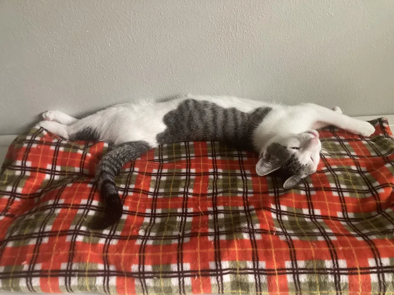 Douglas Aster thumbnail 2