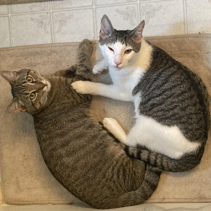 Douglas Aster thumbnail 3